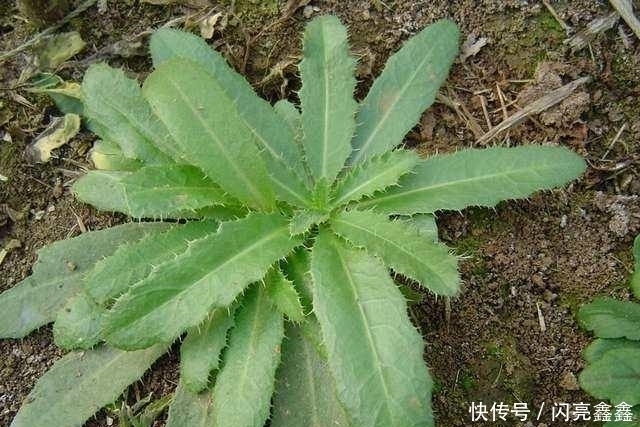 农村4种常见的野草,是不可多得的中药,关键时刻可以救你一命