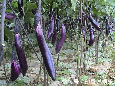 紫甘蓝紫甘蓝|夏季常“喝一汤、吃二紫”,保护血管、排毒减肥,少生病,更健康