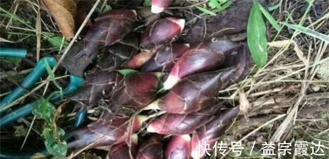 蘘荷|这“姜”被称为“人参”,20元一斤不好买,营养丰富全身是宝