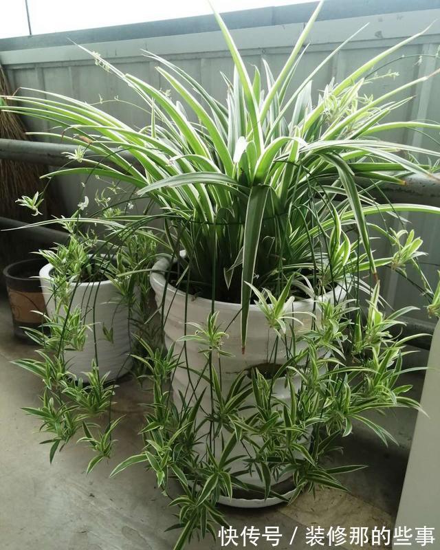 栀子花|夏天,这五种花多浇水,叶绿肥大,长势很良好