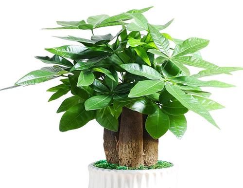  摆放|八款最适合居家养殖的花卉，个个都是高颜值，高端大气显档次