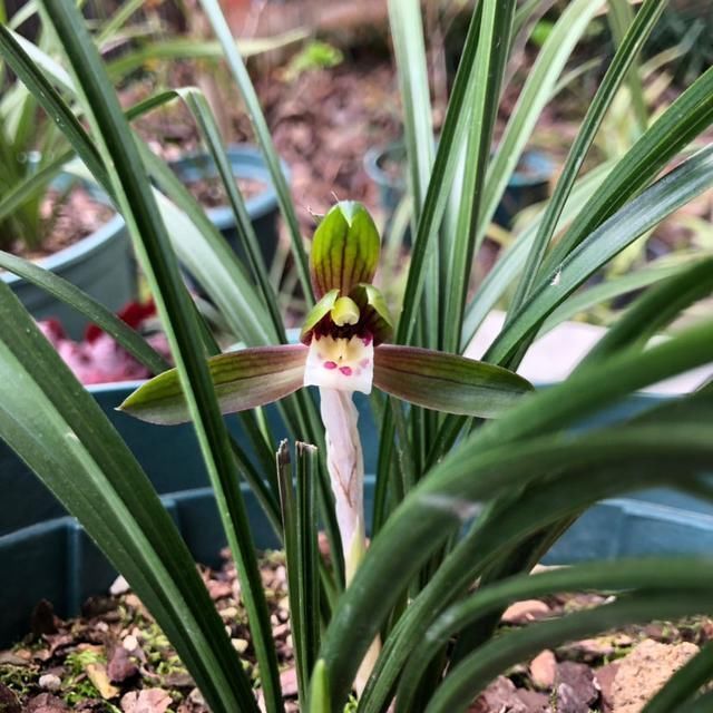 们可以|虎皮兰周围扒圈土,小钢芽嗖嗖冒,一盆能分出10几盆