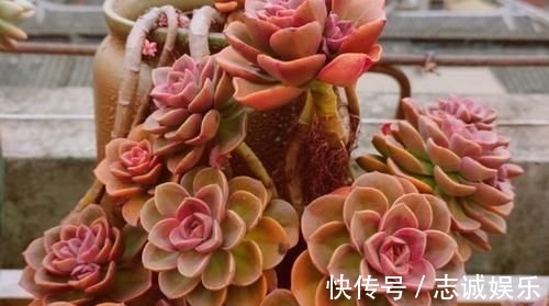 多肉|养多肉植物,用上4个“小技巧”,长成老桩更漂亮