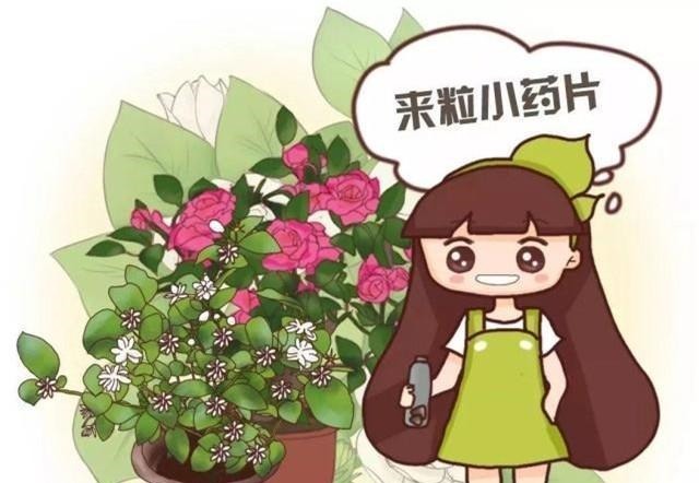 光合作用|绿萝“黄叶”怎么办几毛钱的“大补药”,根枝疯长,窜成小瀑布