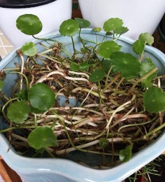 还在烦恼盆栽黄叶烂根痛苦找不到原因用上它们越养越上瘾