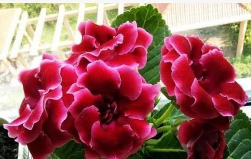 养花就养这几款,全年开花不停,花色鲜艳夺目,花朵美艳迷人