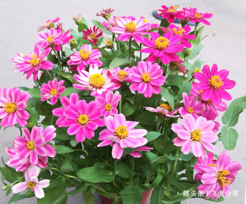 名副其实的爆花机,盆栽精品,花开大半年,好养易活还漂亮