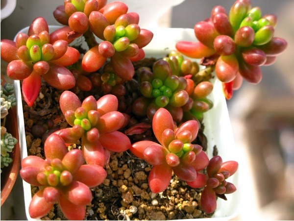 多肉虹之玉无故长气根以下3个原因要了解,轻松解决气根长势好