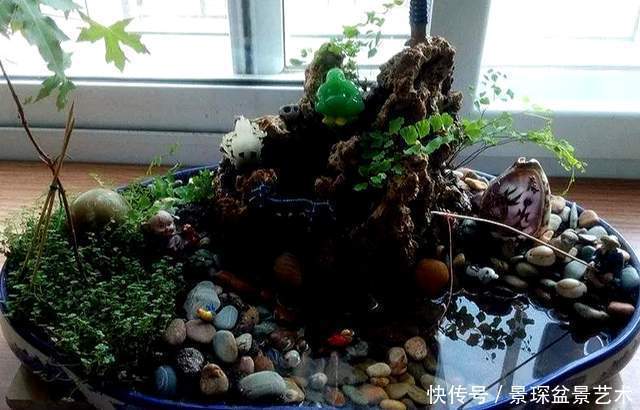 枝条|盆景扦插繁殖难生根?试试这6种自制生根水,生长快还茁壮