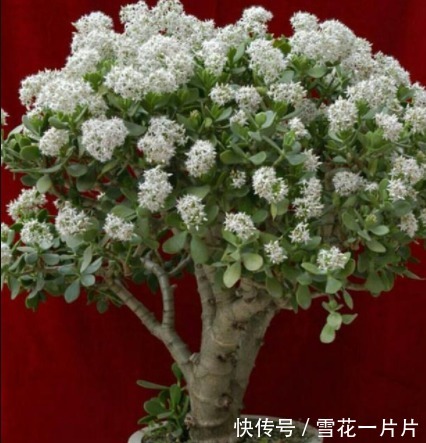 您家里的玉树开花吗，几个步骤，玉树养成老桩，年年开花爆盆
