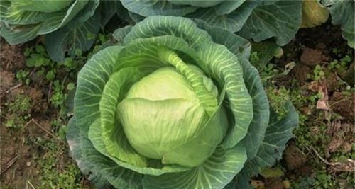 女性想瘦身美容，多吃以下食物，排出毒素，清脂减肥，增强抵抗力