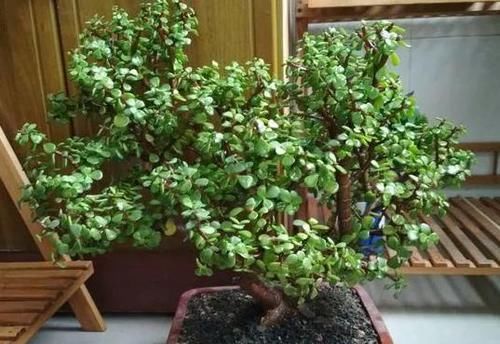 想将金枝玉叶养成身价高、颜值高盆景？3个技巧，凹出美丽造型