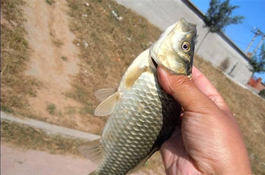 冬钓调漂这么做,漂相清晰、误差小,近视也不影响我们抓口