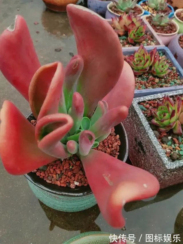 遇见，是一生！遇见多肉，是我的余生和全部！