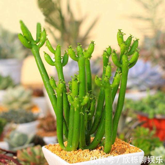 滴水观音|5种多肉有点毒,养在家里不安全,家里有孩子,赶快扔出去