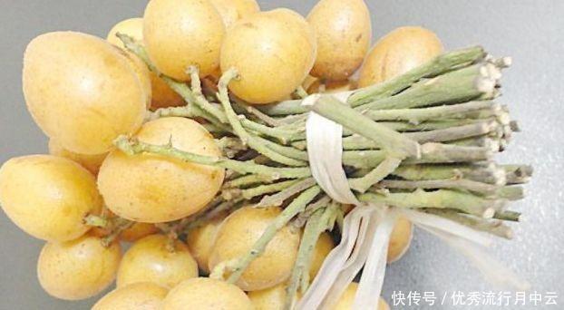 北方地区|南方农村有一种野果,烂在树上,但北方人却从来没有吃过