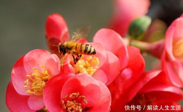 现在3种花再好看也不买，都是“夏必死”，越养越伤心！