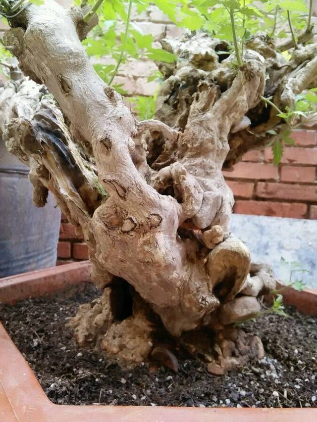 黄荆盆景老桩根部刚萌发的新芽到底要不要抹掉生桩和熟桩有区别