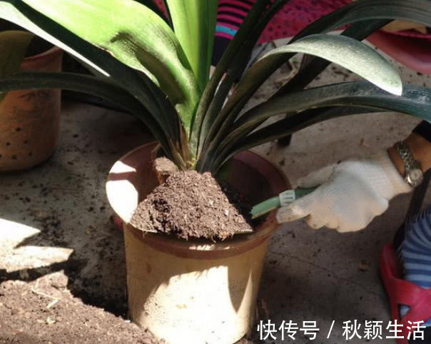 营养物质|手把手教你“君子兰”换盆,做好关键几点,年年开花不断,长得旺
