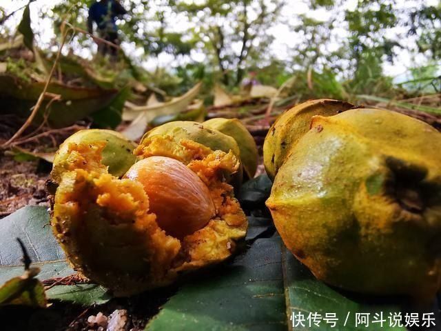 奇效|这种黑色粉末养兰花,究竟有什么奇效能让兰根这么壮