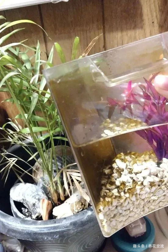 在家里养花时,肥皂水、鸡蛋壳或煮菜的水别丢,是可以用来养花的