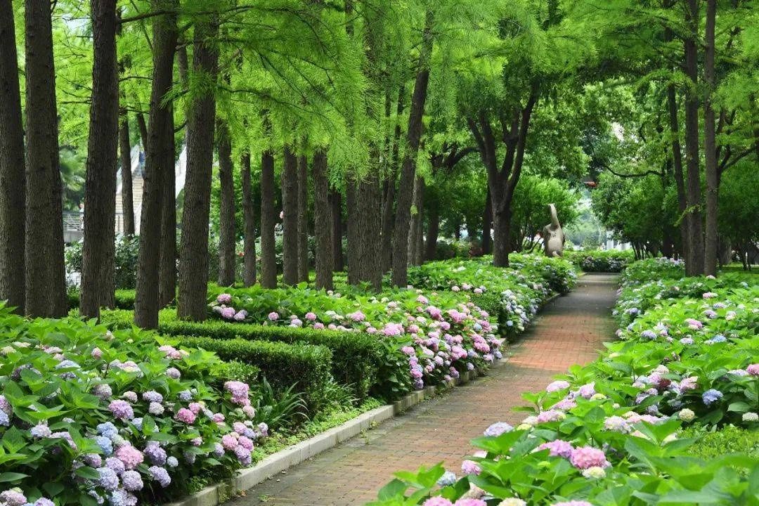 马卡龙|绣球繁花尽绽放 徐汇街头觅“清新”