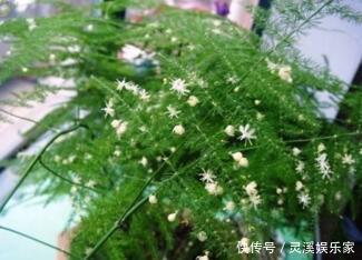 植株|张大爷家文竹养6年，长到1米5，变成粗壮、翠绿盆栽，年年开花