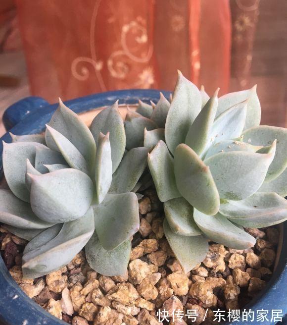 多肉|秋天终于来了，昼夜温差加大，多肉搬到室外，2周出状态！