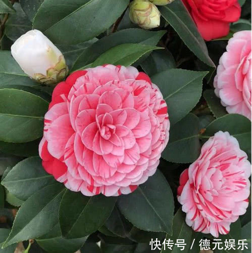 养茶花,学会“6点”你就是高手,不再黄叶掉蕾,年年开花不断!