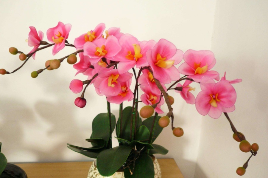 家里不能“碰”光的三种花，要放在黑暗里摆放，根粗叶绿花儿红