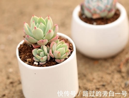 浇水|多肉植物如何浇水?养多肉需要注意的几个点,分享给你