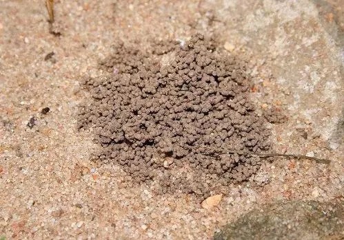 君子兰总烂根、烂心,盆里丢下“这2物”,根系爆盆,开花红艳艳