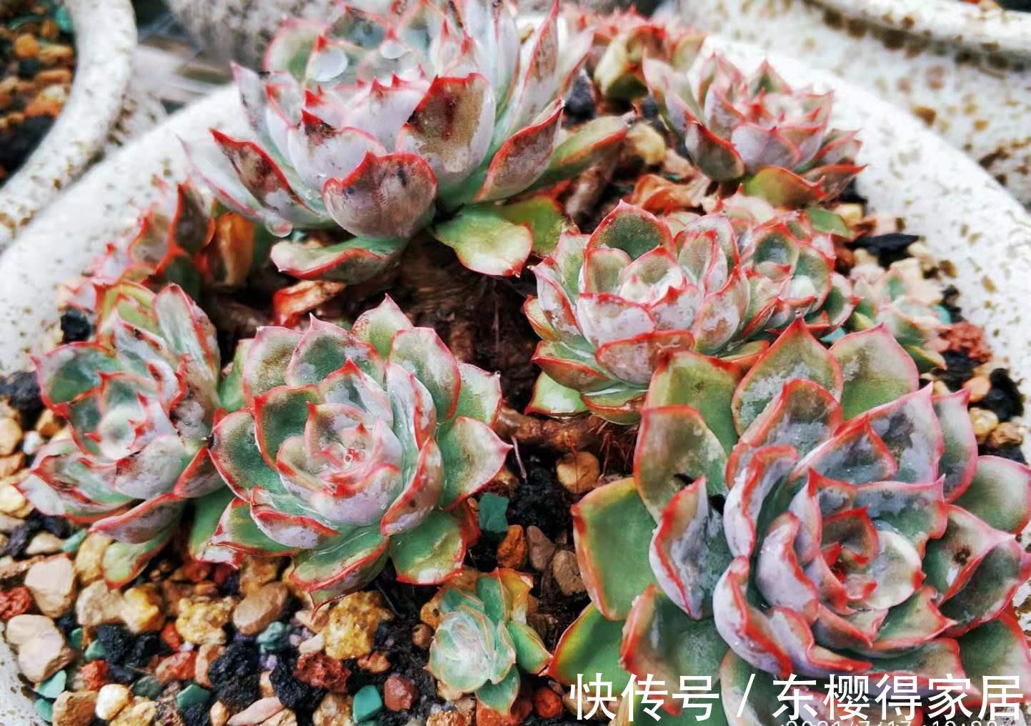 发芽|有人说多肉叶插发芽以后要及时晒太阳,为啥我的叶插苗都挂了呢?