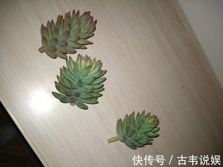 别人扔的多肉,他非要捡,最后照样也能养爆盆!