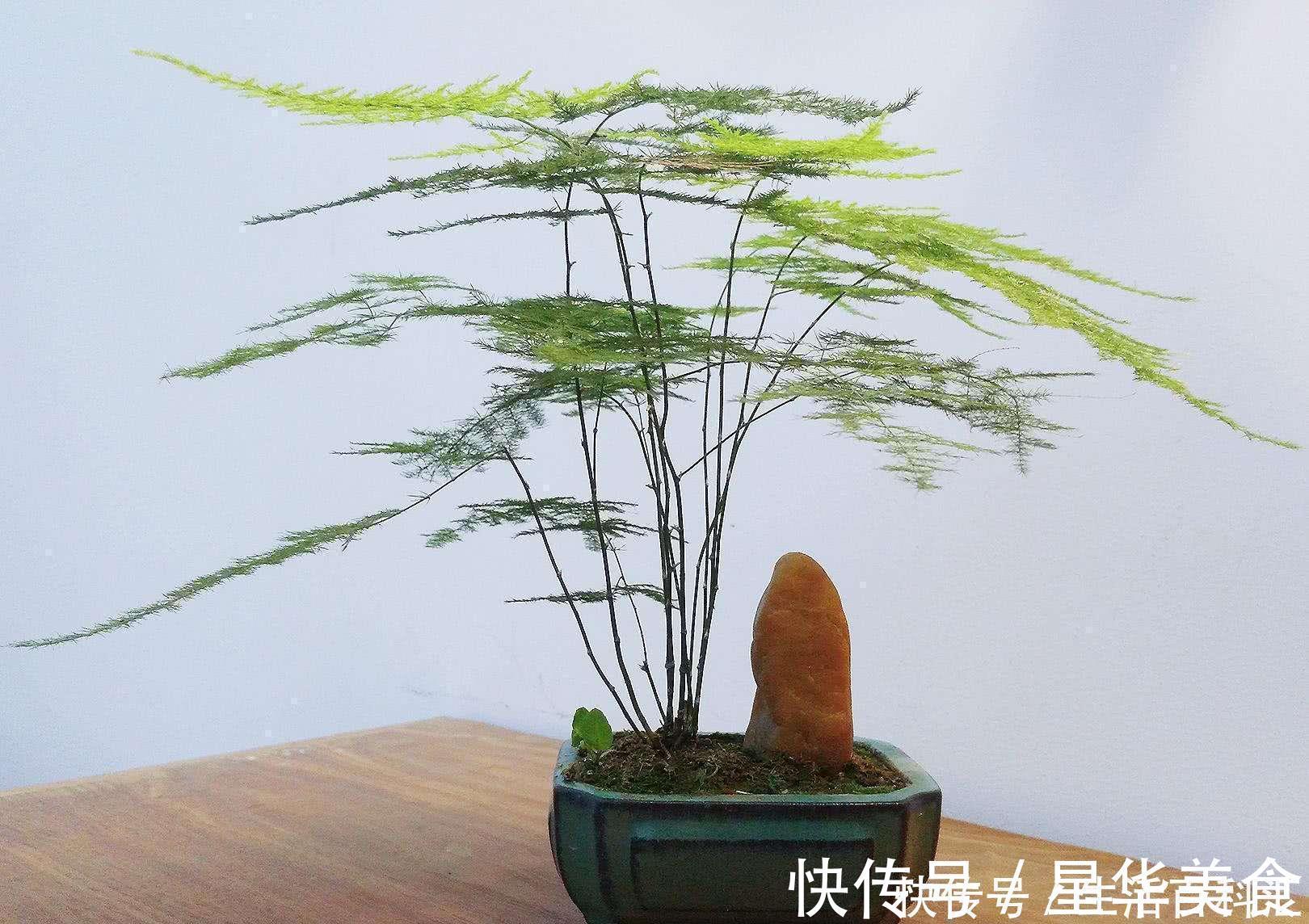 家里养上5种“竹”,吉祥“好运”,清雅大气,添福又添丁