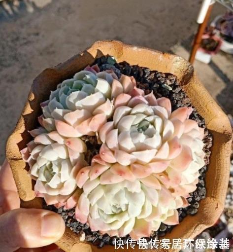 养多肉学会浇水事半功倍,5种水倒掉也别用,不然土壤板结有虫害