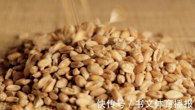 夏季野钓鲫鱼,麦粒这样用,小鱼闹窝也能钓到大板鲫