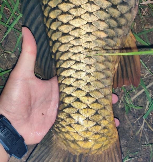 漂相很稳就是打不中鱼?解决起来挺简单,但要排除一个问题