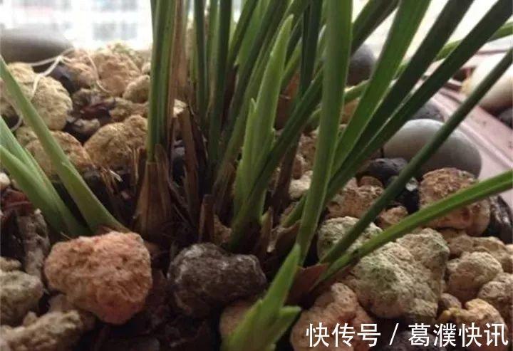 它是天然“生根剂”,给花浇一点,根系壮猛发芽!