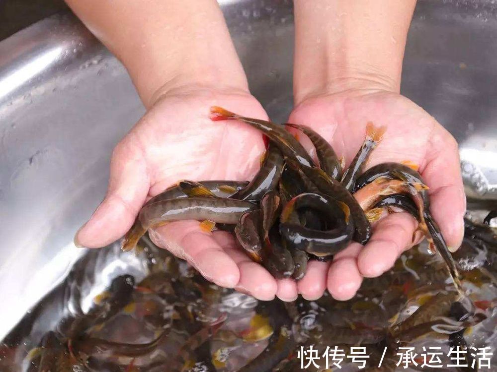 人称“红尾泥鳅”,涨水后能钓上百条,繁殖力超强,如今越来越少