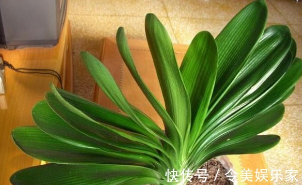 家里的君子兰为什么就是不开花彻底学会这些 其实不难！