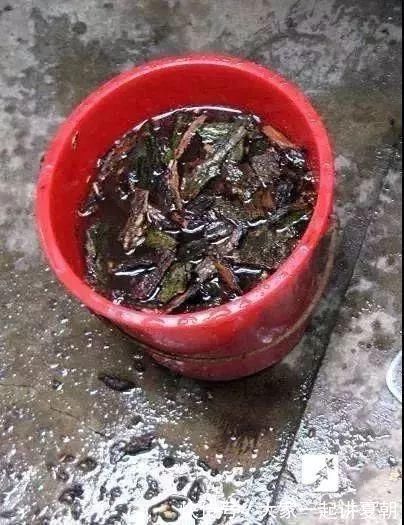 木炭|盆栽底下垫上这4种,告别“植物杀手”称号!