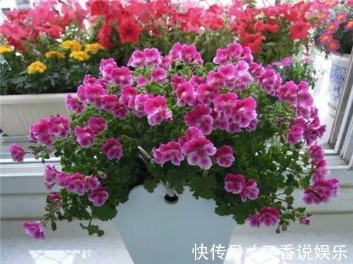 叶子|常用这些水浇花,让你的盆栽花朵艳丽、不生虫、叶子油绿宽又大!