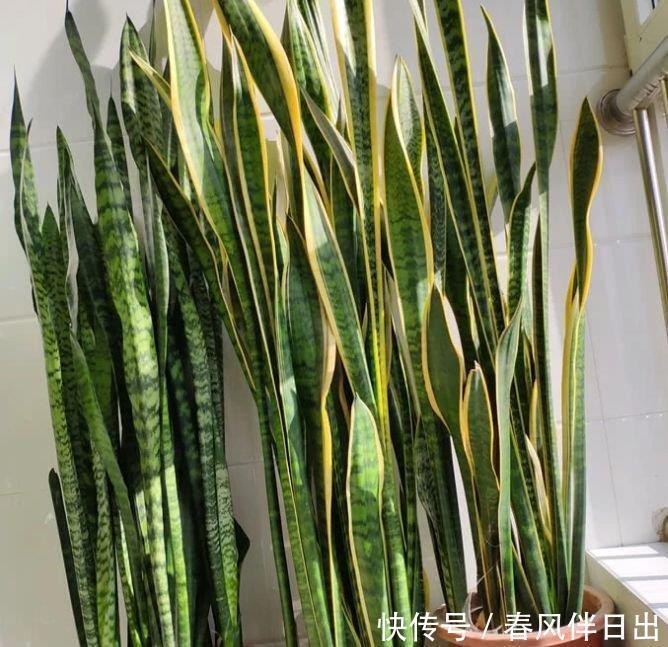 龟背竹|最适合新手养的3种花，沾土就能活，净化空气、助睡眠，深受喜爱