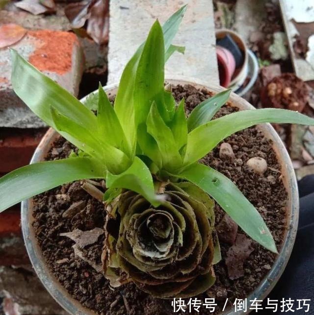 8种花,开完花别急着丢,剪一刀还能继续开!