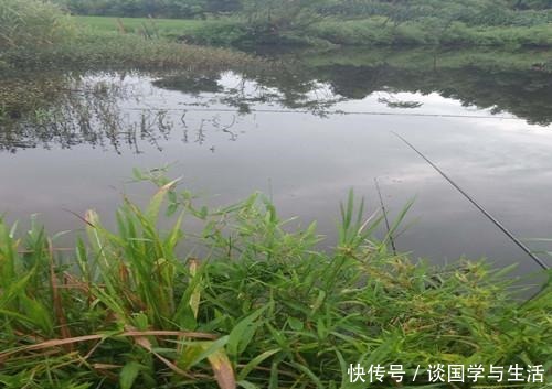 用玉米作钓|夏季在自然水域你用玉米钓到过鱼吗教你这三招用玉米野钓上鱼多