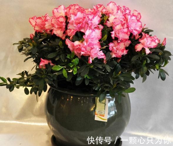 果皮|垃圾桶三种废物,千万别扔,都是养花神器,养啥花都爆盆