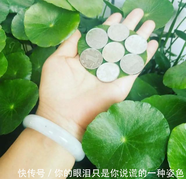惹不起的花,叶子直径3米大,一片叶子盖住3个人