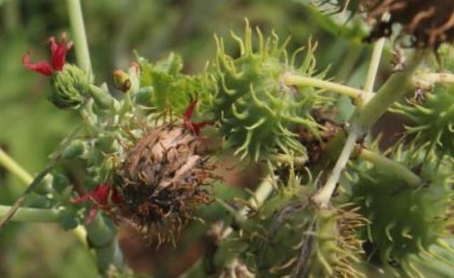 蓖麻油|这种剧毒植物，被称为“生化武器”，为何我们还要种植