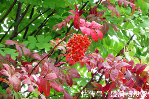 此花是避雷的神树，放于七座炉灶中也烧不断，象征着不懈怠的心